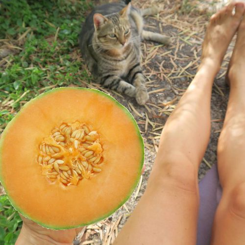 love, health & Spirit - Cantaloupe und Katze